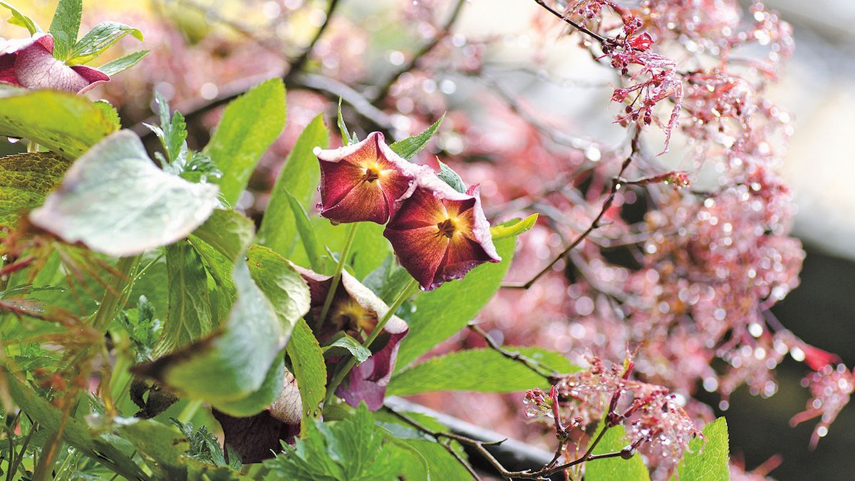 Famózní magenta v jarních květech